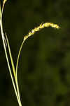 European woodland sedge